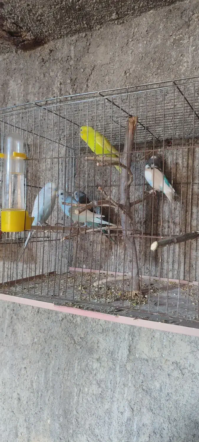 مرغ عشق 12عدد|پرنده|آبدانان, |دیوار