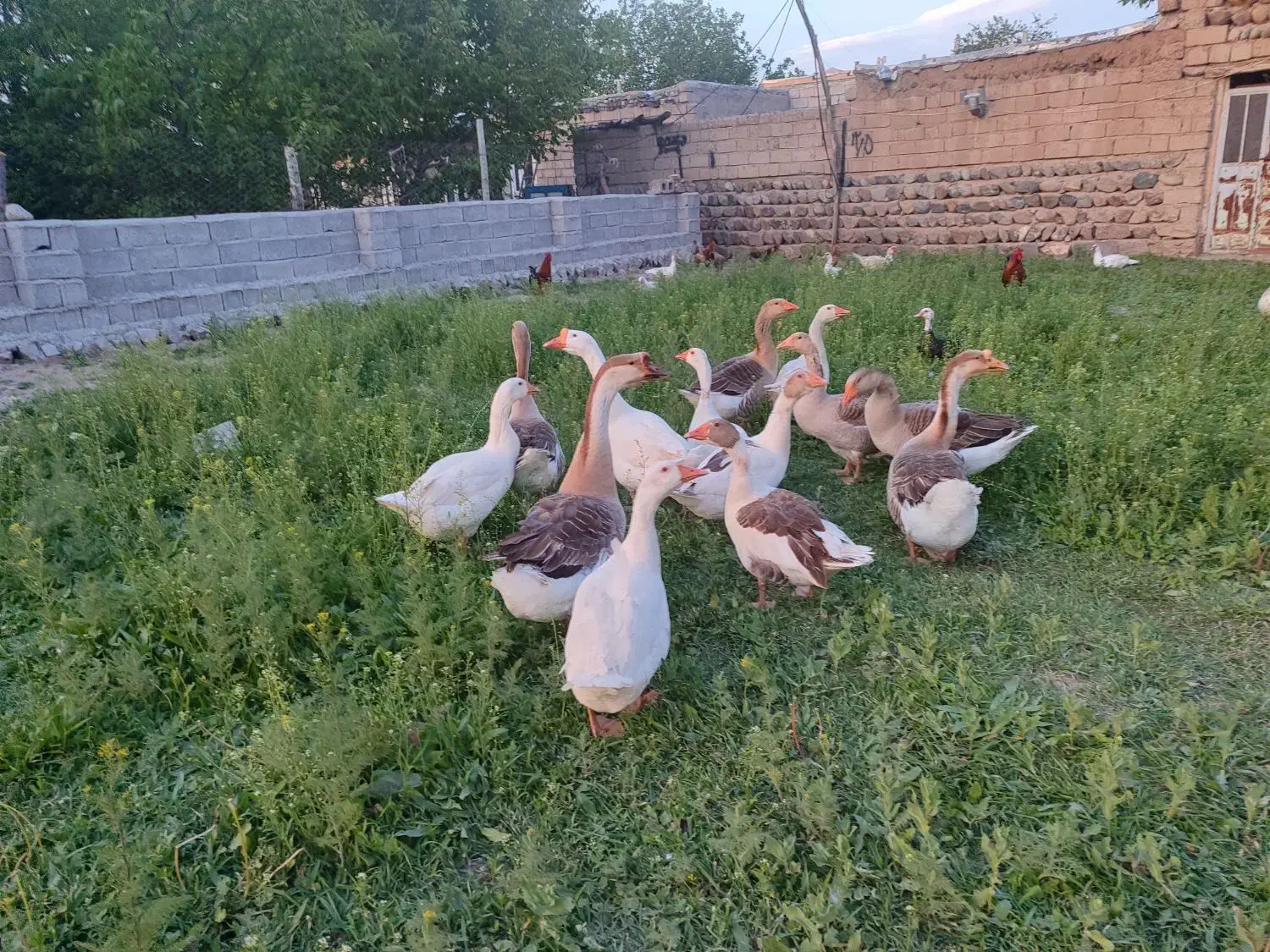 غازهای محلی طبیعی چاق و پروار و گوشتی بسیار لذیذ|حیوانات مزرعه|مشگین شهر, |دیوار