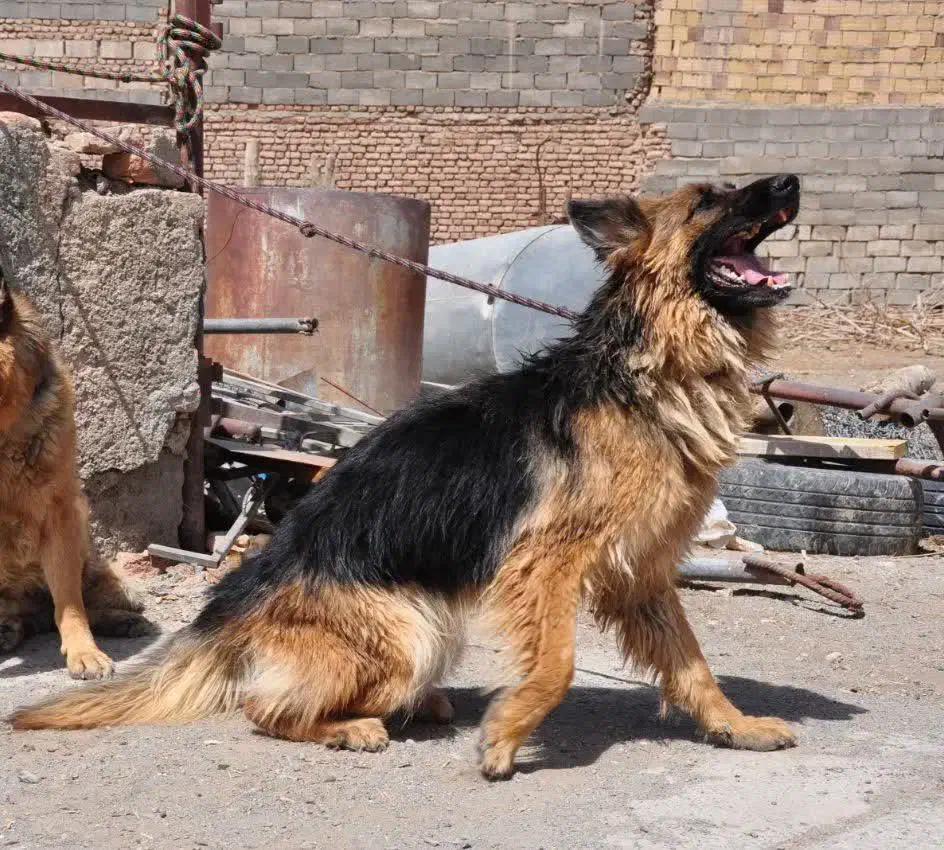 سگ ژرمن شولاین ماده|سگ|بیرجند, |دیوار