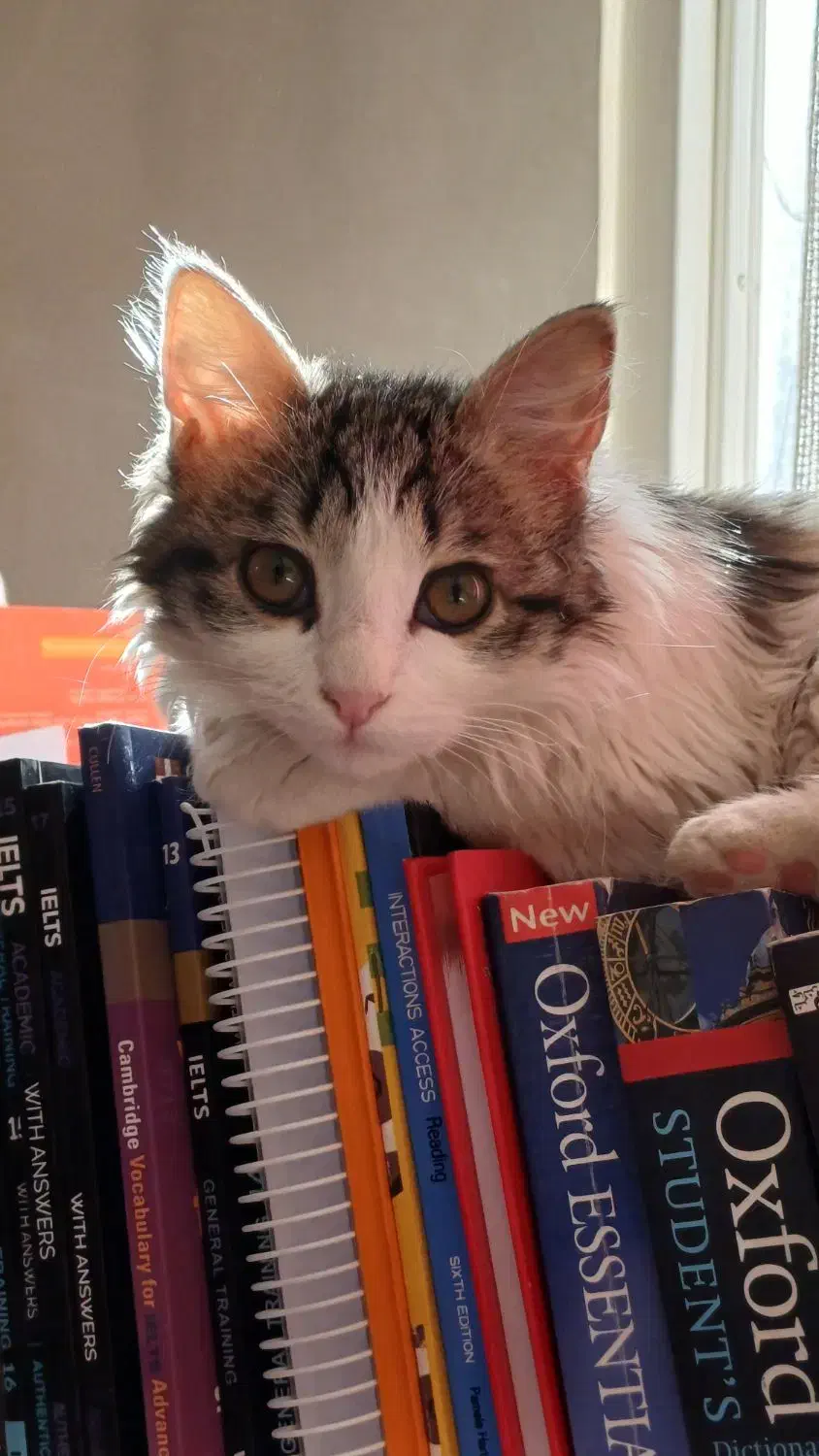 واگذاری گربه ماده لانگ هیر ۳ ماهه|گربه|کرج, شاهین‌ویلا|دیوار