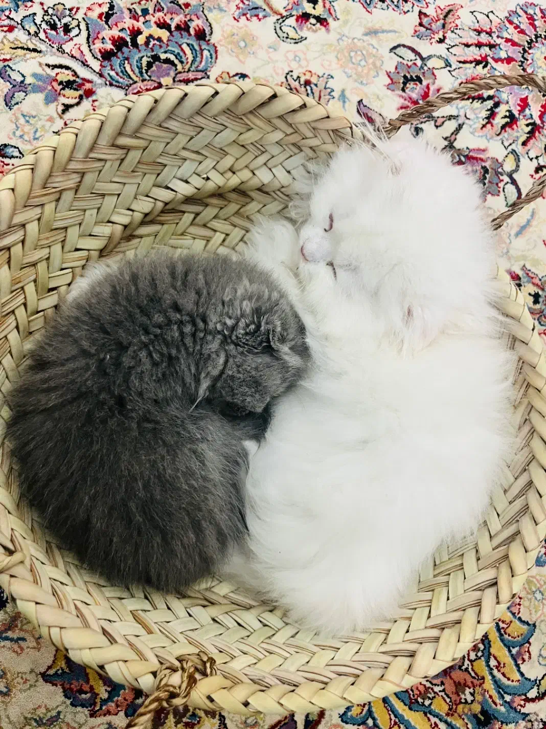 گربه خانگی|گربه|کرمان, |دیوار