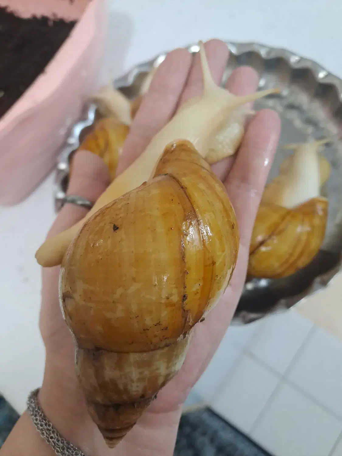 حلزون|خزنده|تهران, تختی|دیوار