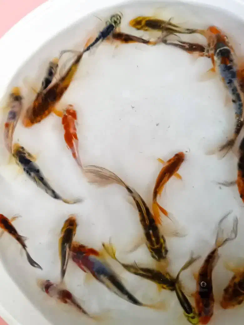 ماهی کوی|ماهی|کرج, احدآباد|دیوار