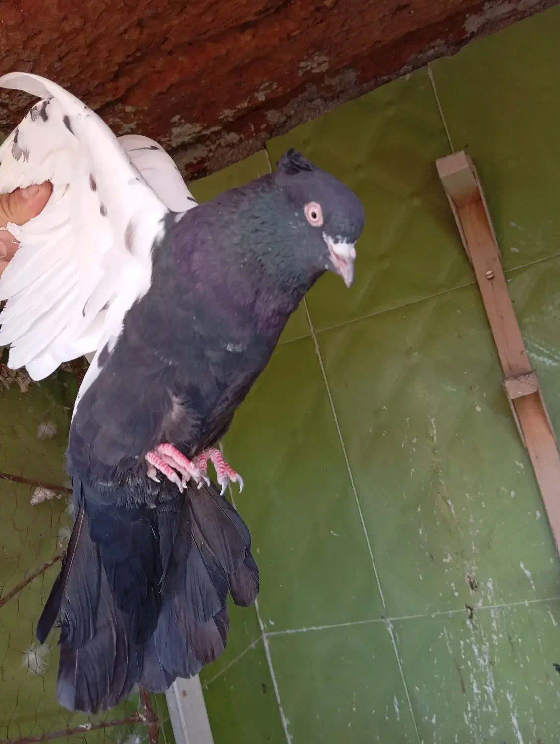 پرنده خوب|پرنده|شیراز, محراب|دیوار