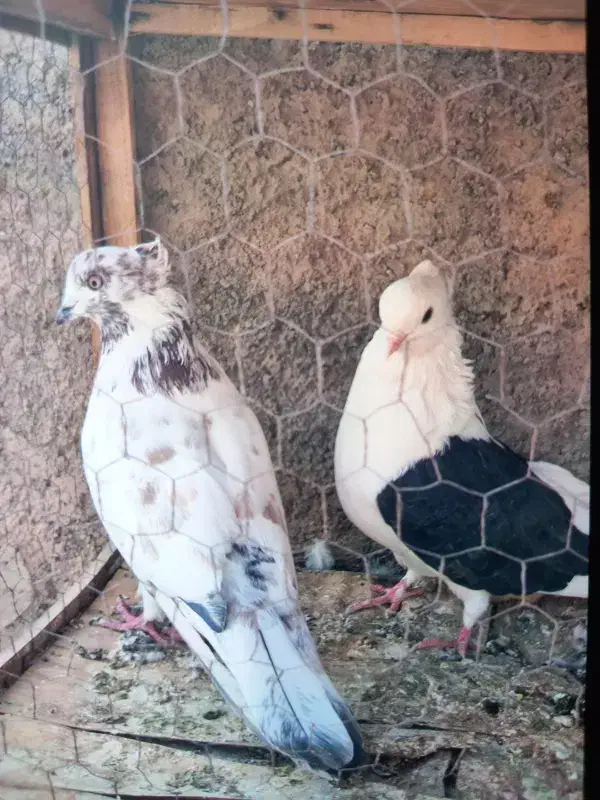 کفتر دوکت|پرنده|گرمسار, |دیوار