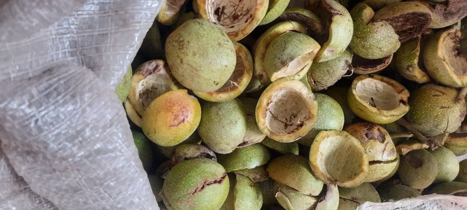 پوست گردو تر|خوردنی و آشامیدنی|شیراز, شهرک بهار|دیوار
