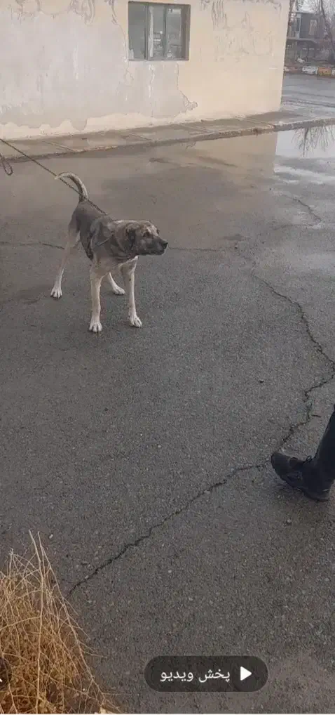 سگ سرابی|سگ|رباط‌کریم, نوده|دیوار