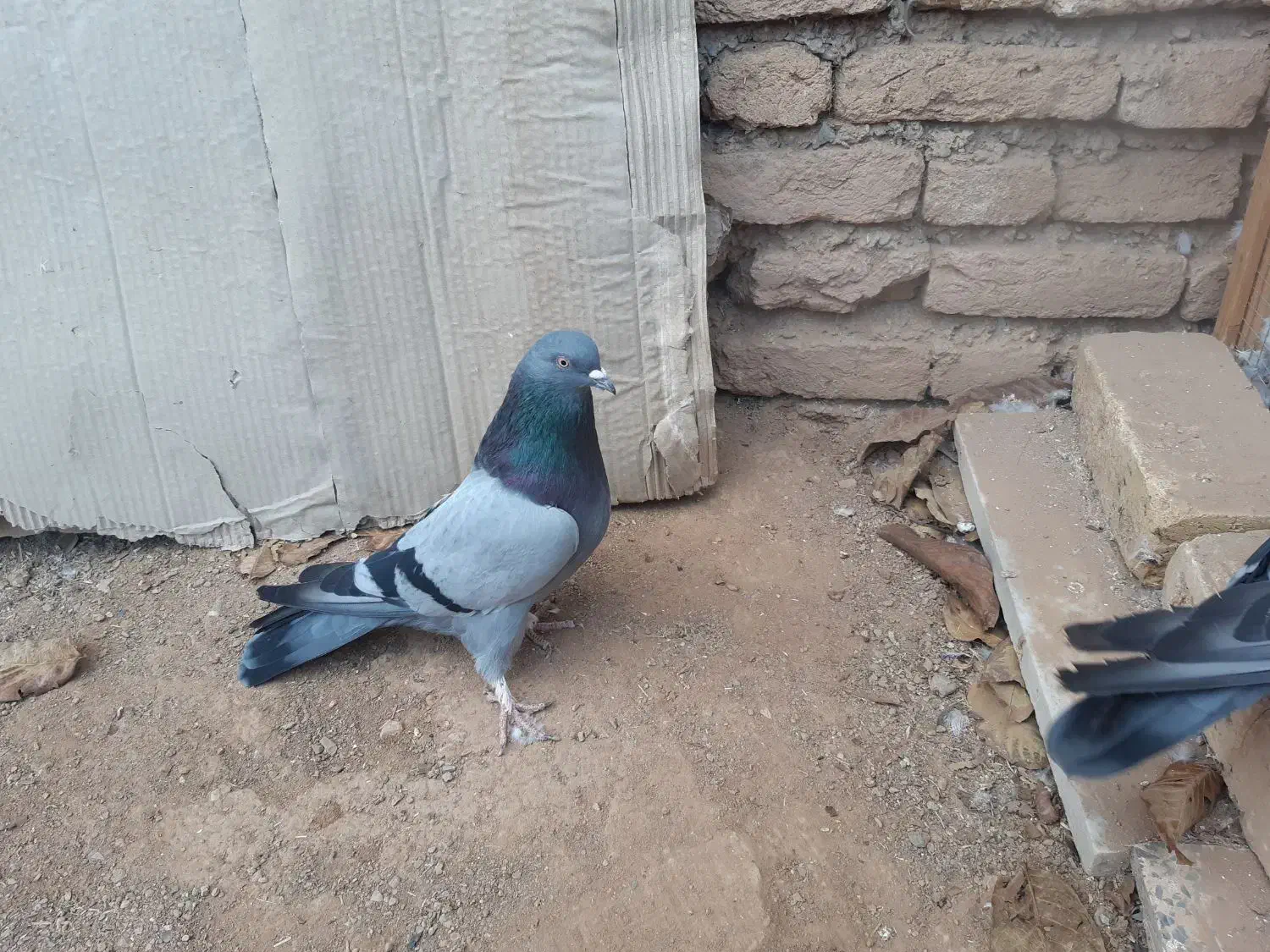 کبوترسبز|پرنده|شهرکرد, |دیوار