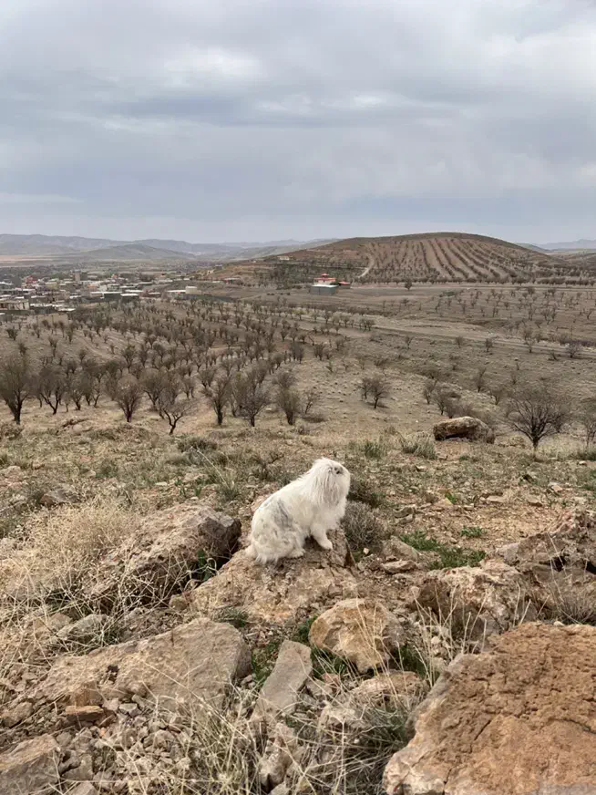 واگذاری خرگوش هلندی|موش و خرگوش|پاکدشت, پارچین|دیوار