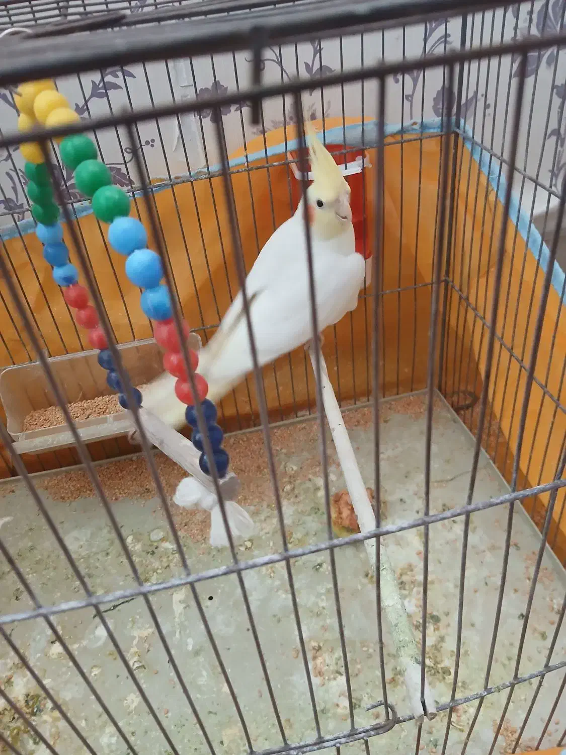 عروس هلندی|پرنده|یزد, |دیوار