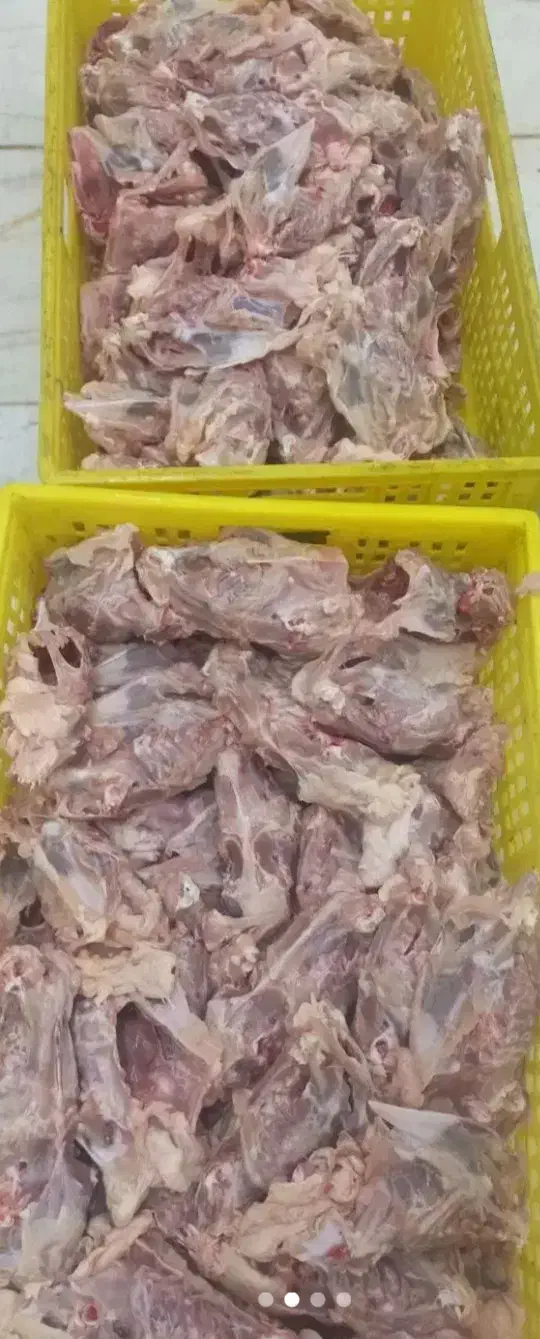 غذای سگ|لوازم جانبی حیوانات|قم, آزادگان|دیوار