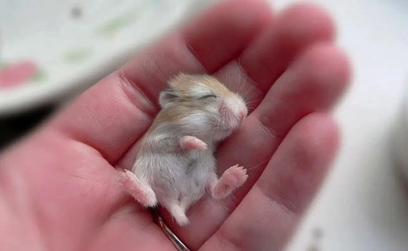 همسترمینیاطوری ، دستی|موش و خرگوش|شیراز, شهرک کوشکک|دیوار