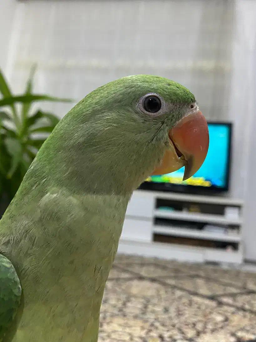 گمشده شاه طوطی|حیوانات|قزوین, |دیوار