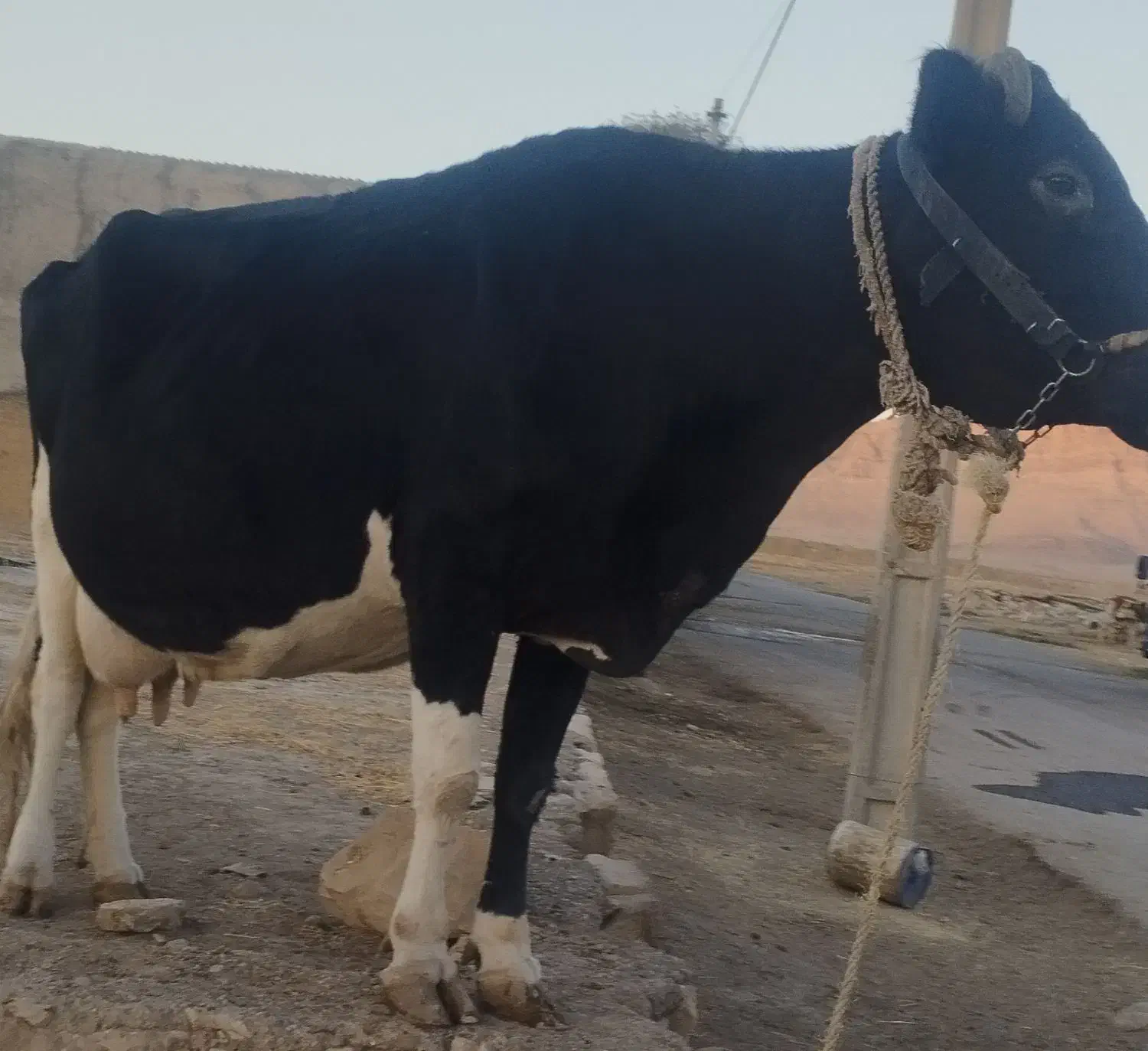 گاو دورگ هلشتاین|حیوانات مزرعه|رومشکان, |دیوار