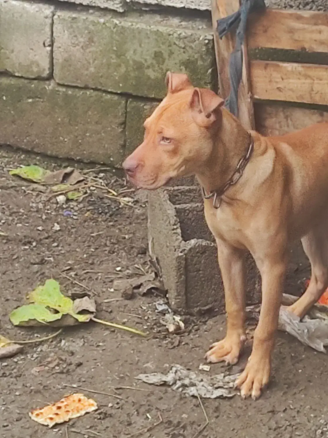 سگ پیت بول|سگ|رودسر, |دیوار