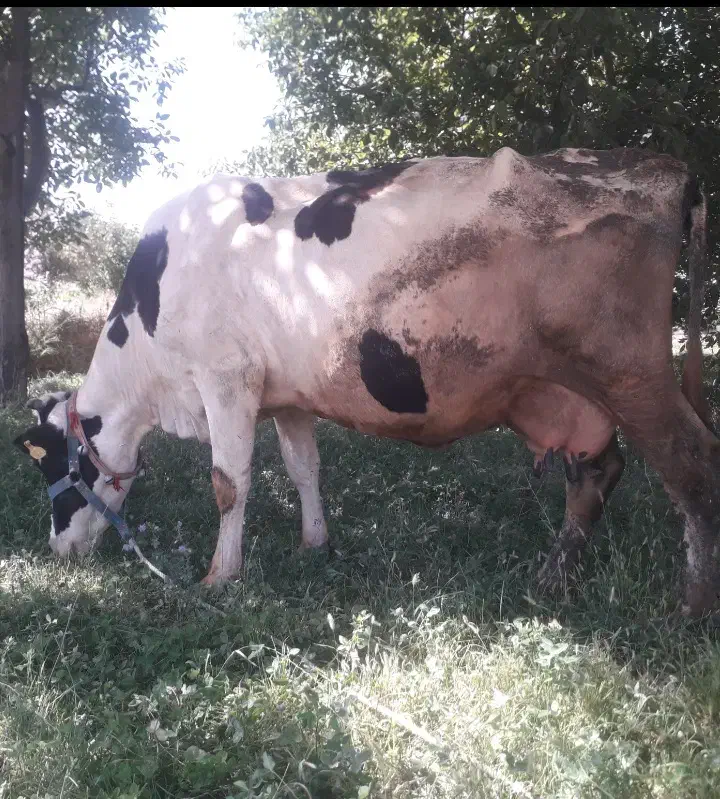 گاو شیری|حیوانات مزرعه|بروجرد, |دیوار