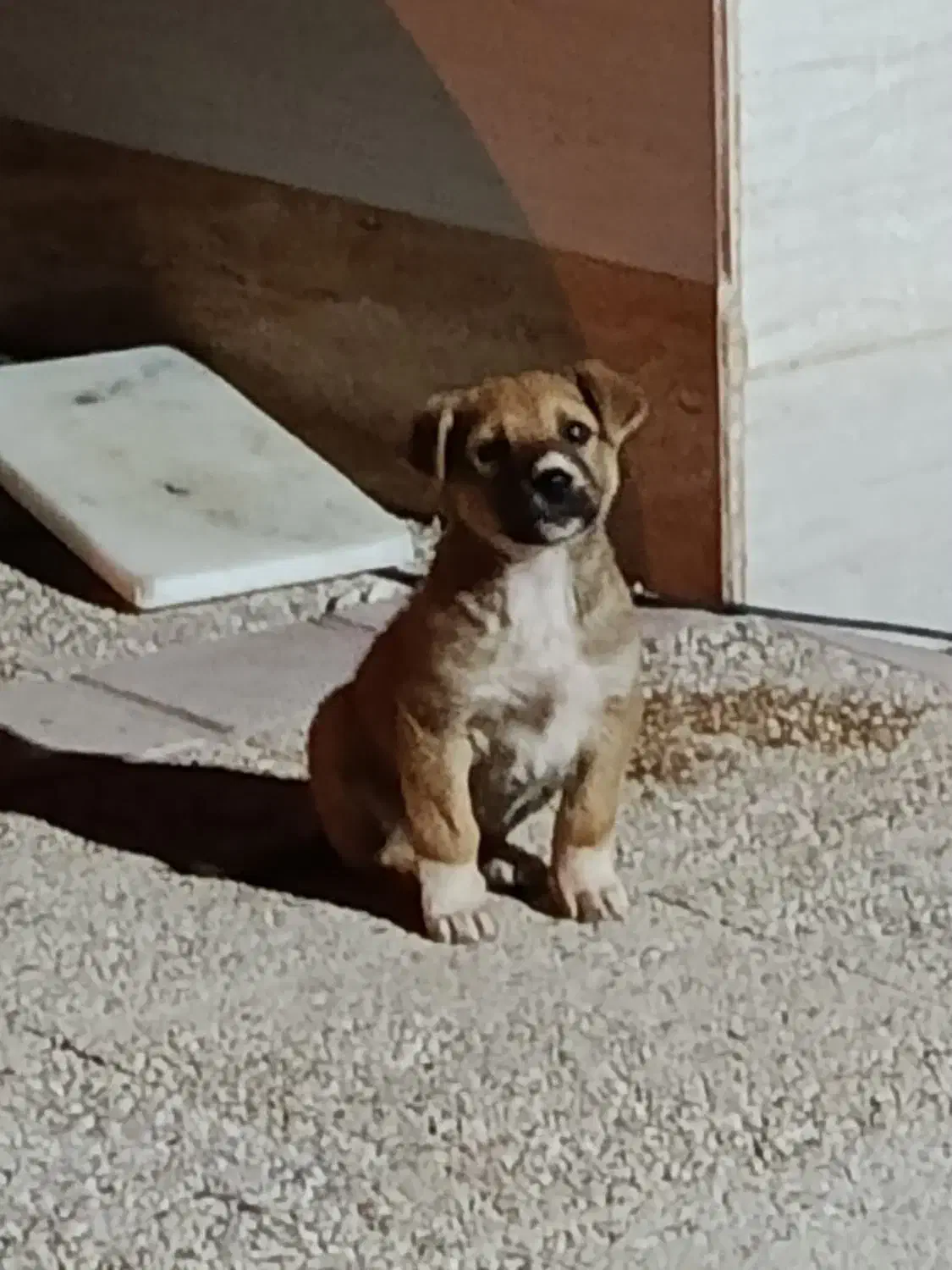 توله ترکی ماده اصل|سگ|بوشهر, |دیوار