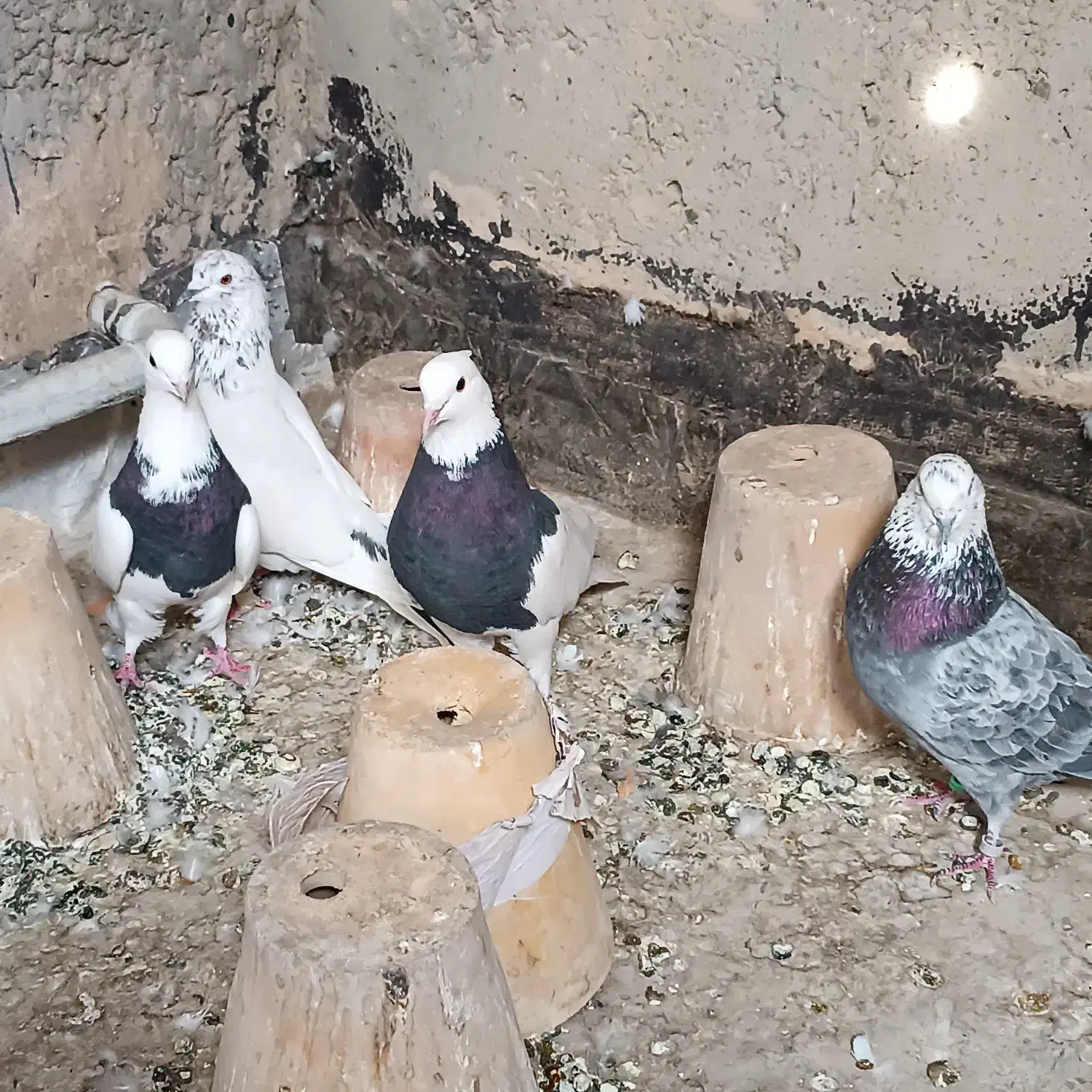 طوقی کاشونی|پرنده|خمینیشهر, |دیوار