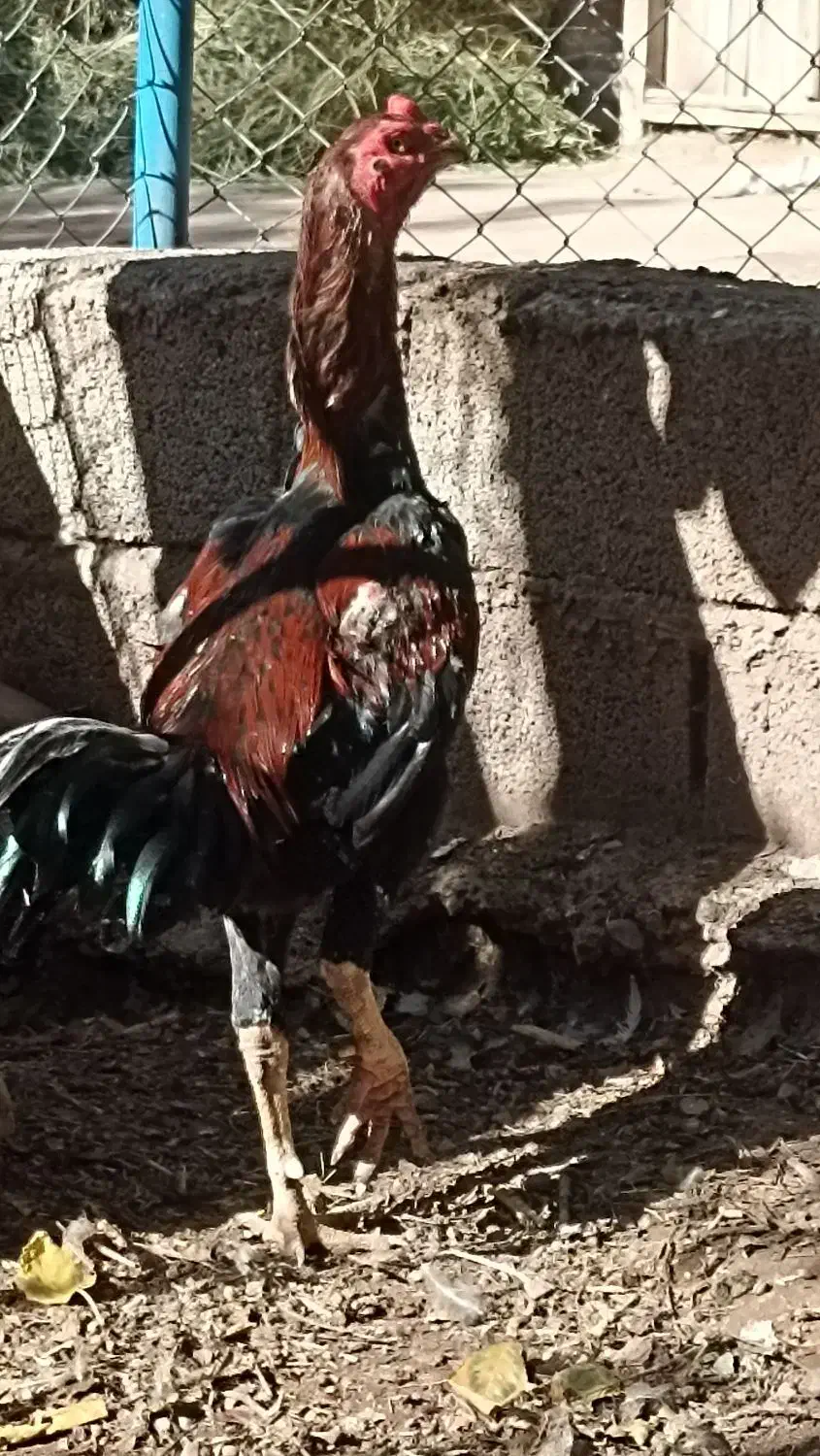 خروس لاری 18ماهه|حیوانات مزرعه|تسوج, |دیوار