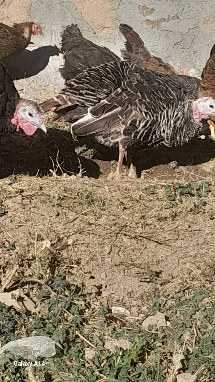 بوقلمون ماده|حیوانات مزرعه|دهگلان, |دیوار