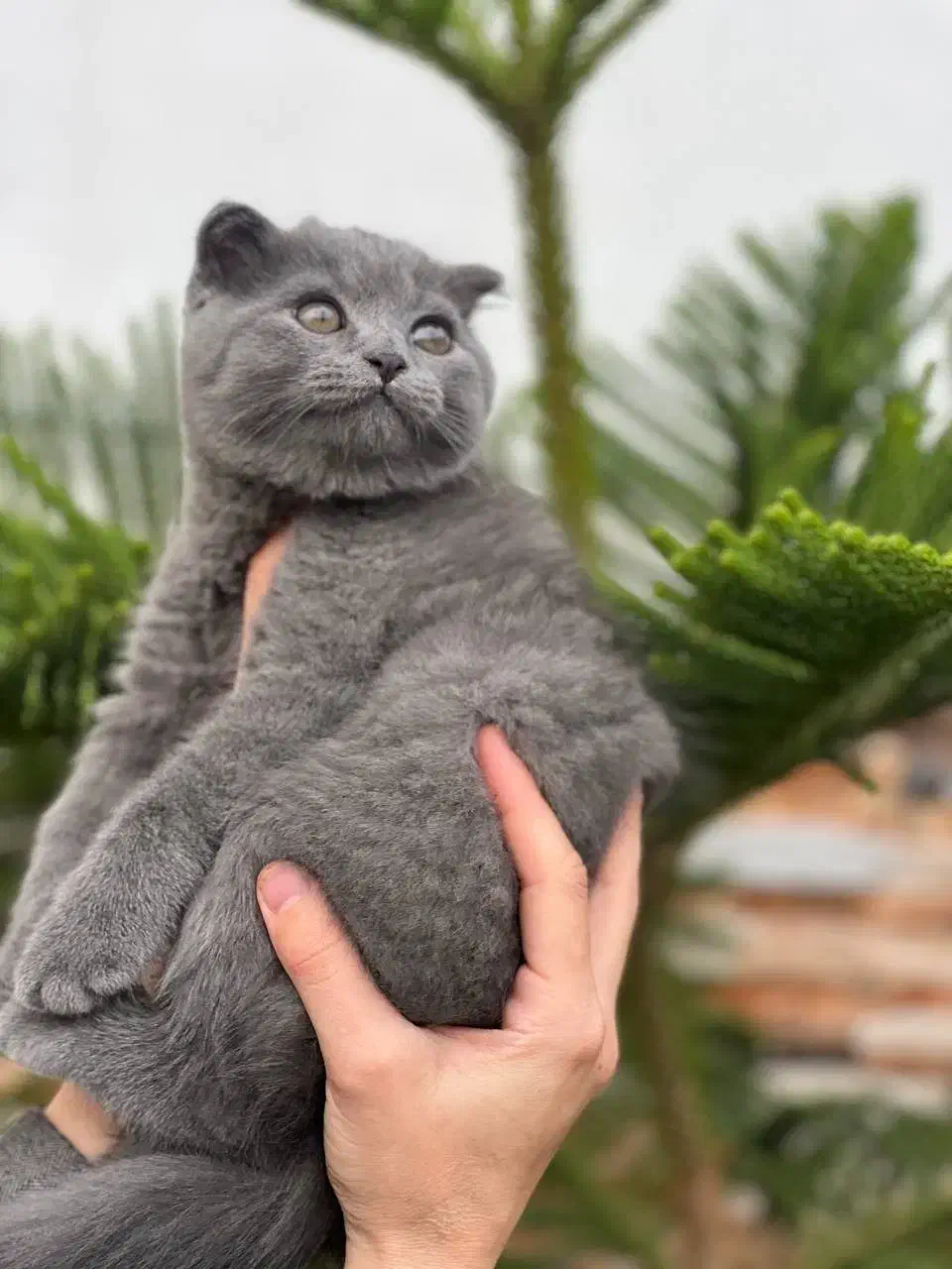 گربه اسکاتیش شورت هیر رنگ بلوو|گربه|بابل, |دیوار