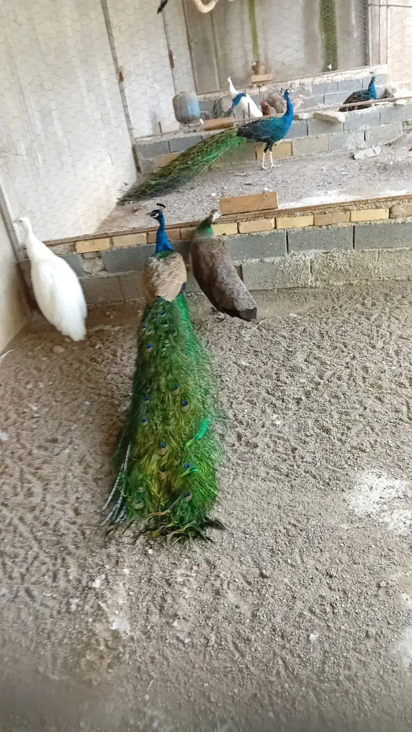 طاووس|پرنده|بابل, |دیوار