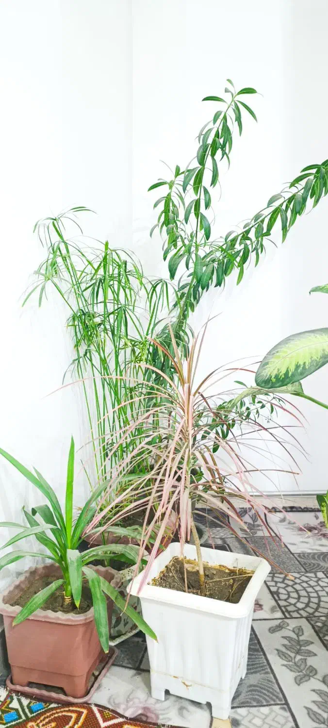 گل های طبیعی زینتی ب فروش میرسد|گل و گیاه طبیعی|مشگین شهر, |دیوار