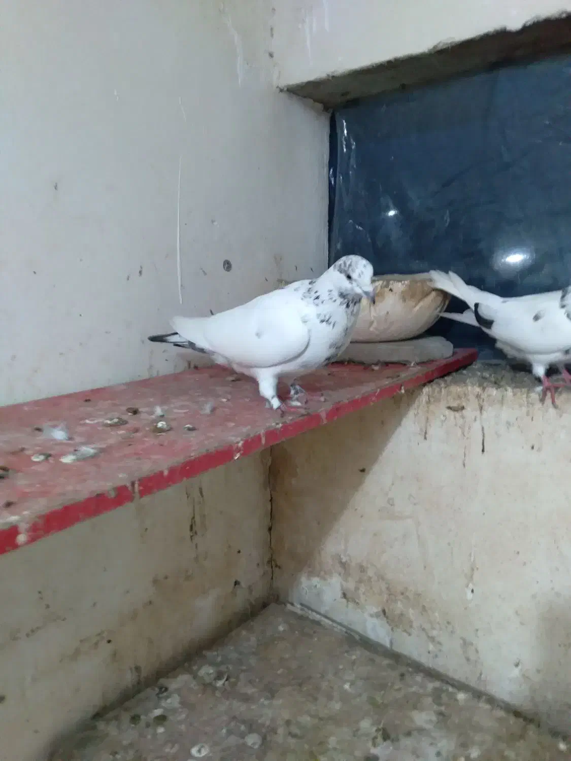 فروش کبوتر|پرنده|رودسر, |دیوار