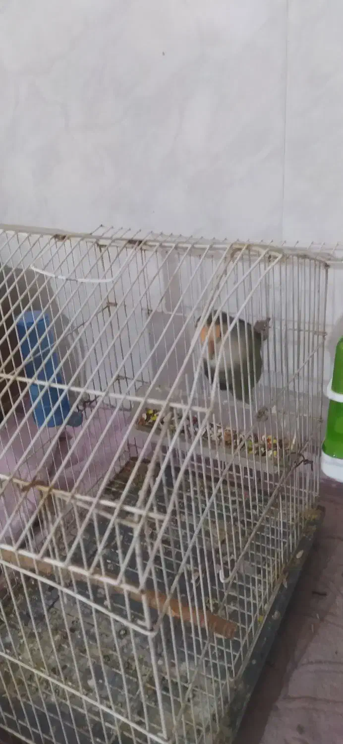 طوطی برزیلی|پرنده|هشتگرد, شهرک بعثت|دیوار