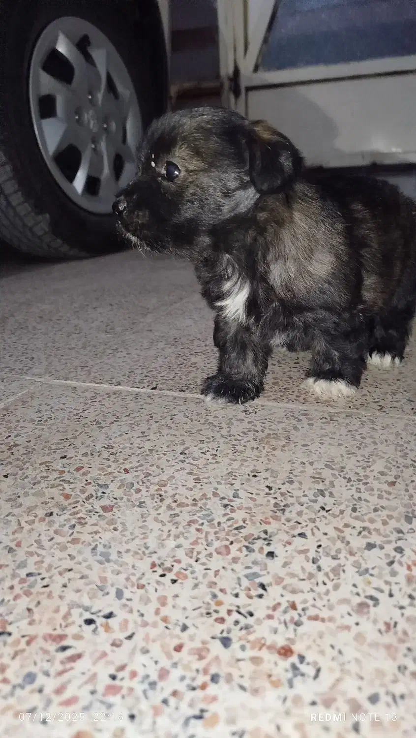 سگ شیتزو|سگ|همدان, |دیوار