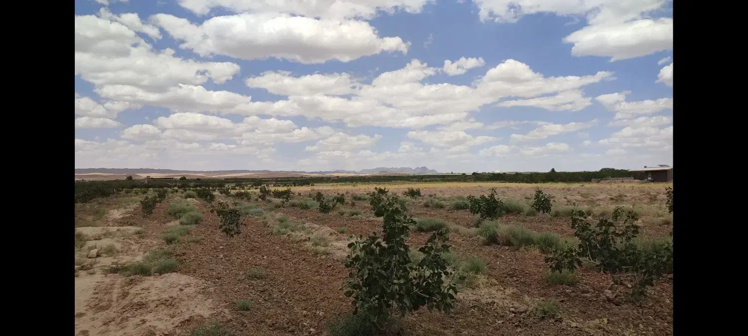 باغ پسته با ۱ساعت اب|فروش زمین و ملک کلنگی|تربتحیدریه, شهید بهشتی|دیوار