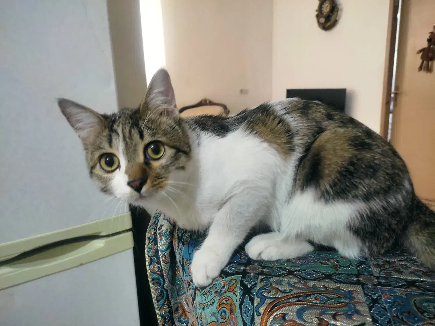 واگذاری گربه|گربه|رباطکریم, رباطکریم|دیوار