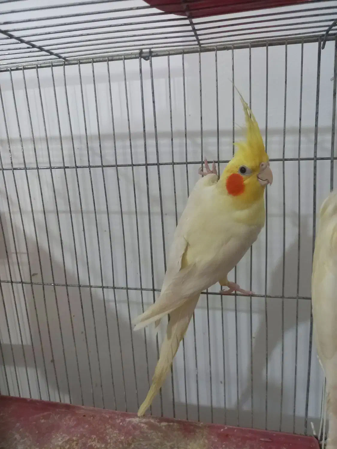 دو جفت عروس هلندی درشت کشیده با تخم و جوجه|پرنده|مرودشت, کناره|دیوار