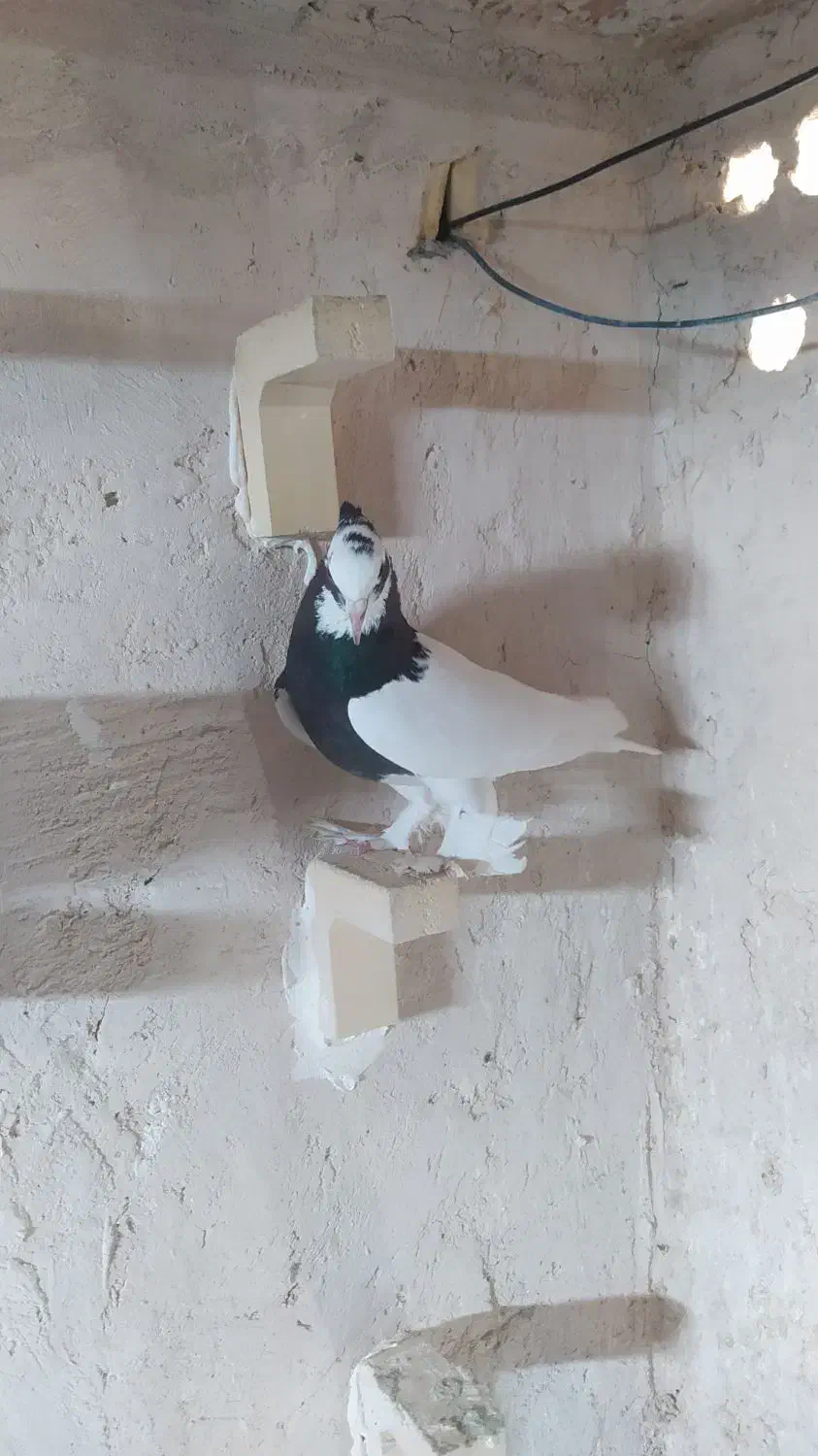 فروش کفتر|پرنده|داراب, |دیوار