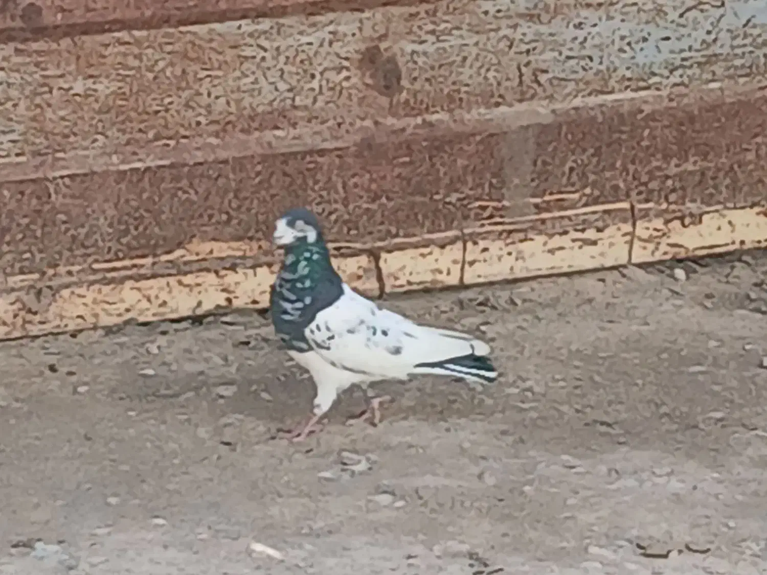 کفتر پرشی|پرنده|فاروج, |دیوار