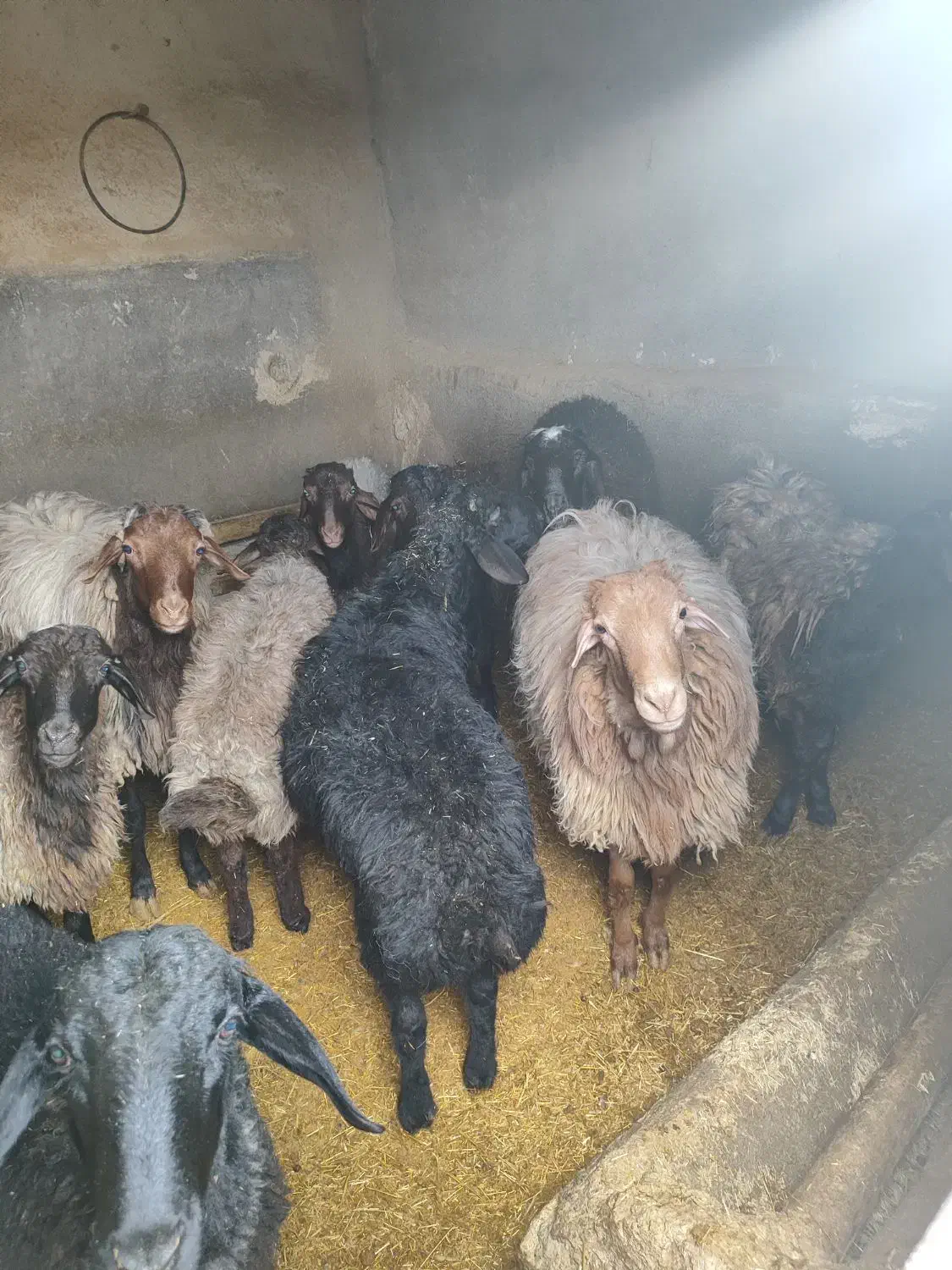 بره سرکدار|حراج|رزن, |دیوار