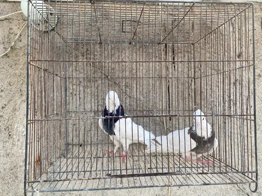 کلفه جفت|پرنده|اردبیل, |دیوار