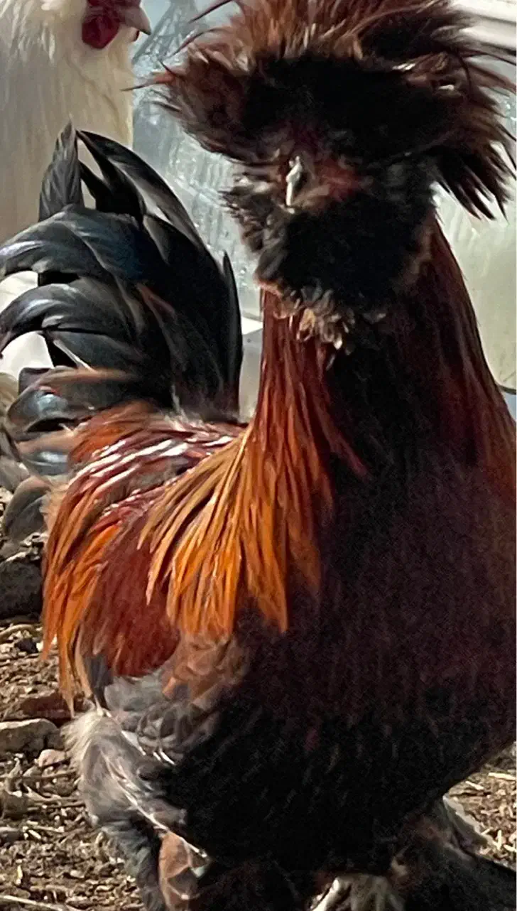 خروس سلطان|حیوانات مزرعه|سقز, |دیوار