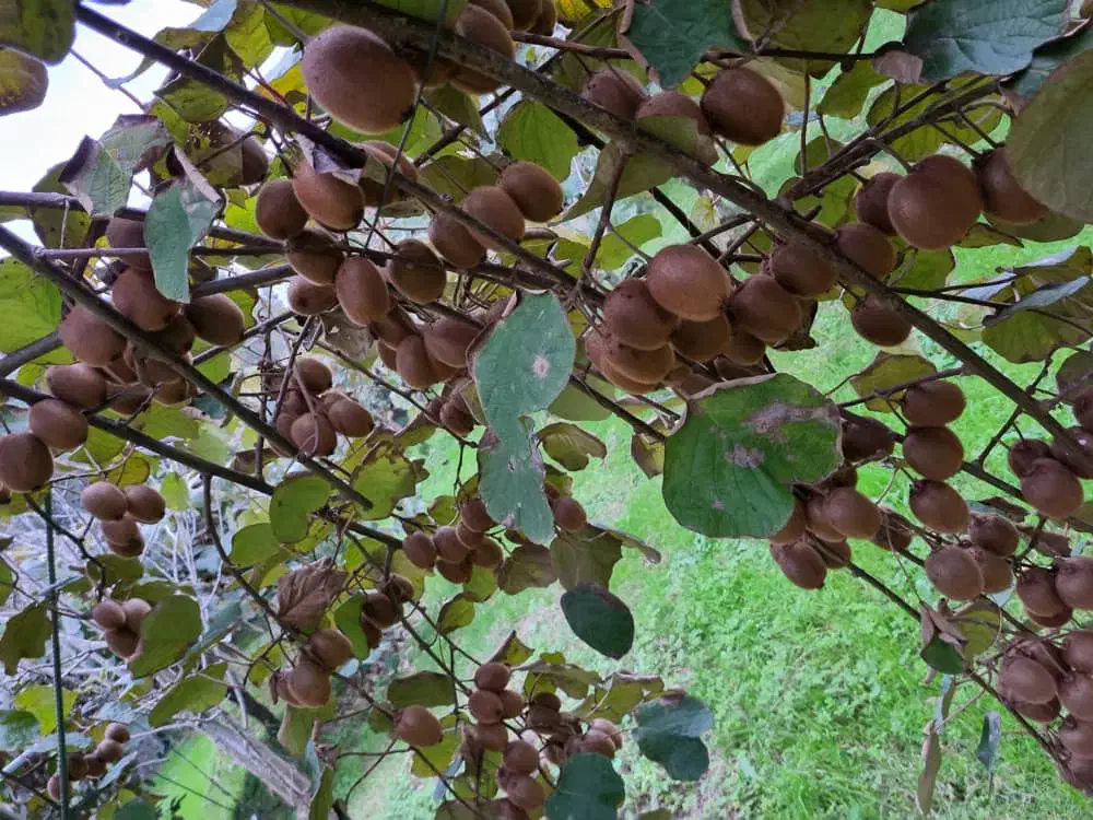 فروش کلی کیوی در باغ|عمده‌فروشی|صومعه‌سرا, |دیوار