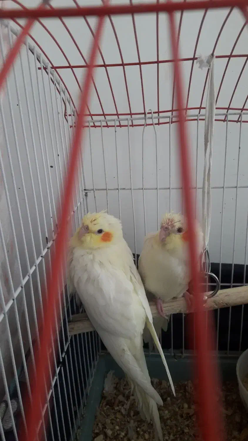 عروس هلندی|پرنده|همدان, |دیوار