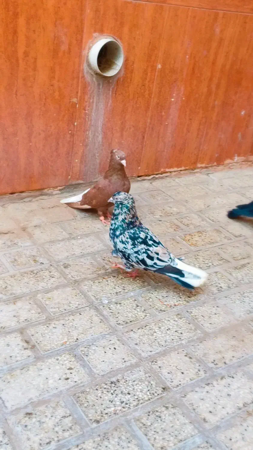 زرد و سرخ و جوجه فقط موندن باقی فروخته شد|پرنده|نیشابور, شهرک قدس|دیوار