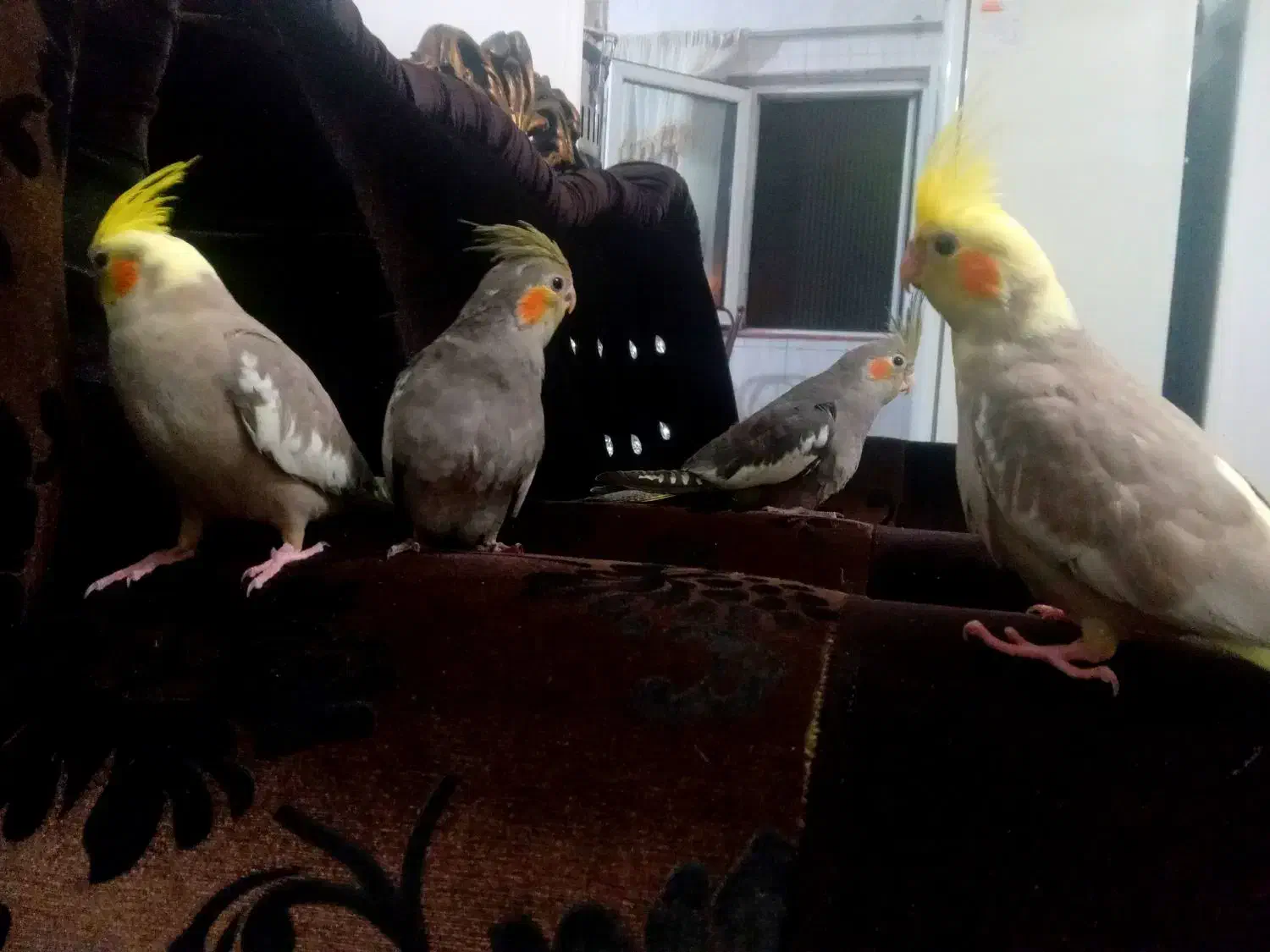 ۸عددجوجه سرلاکی ودون خوربزرگ شده با بهترین شرایط|پرنده|آمل, |دیوار