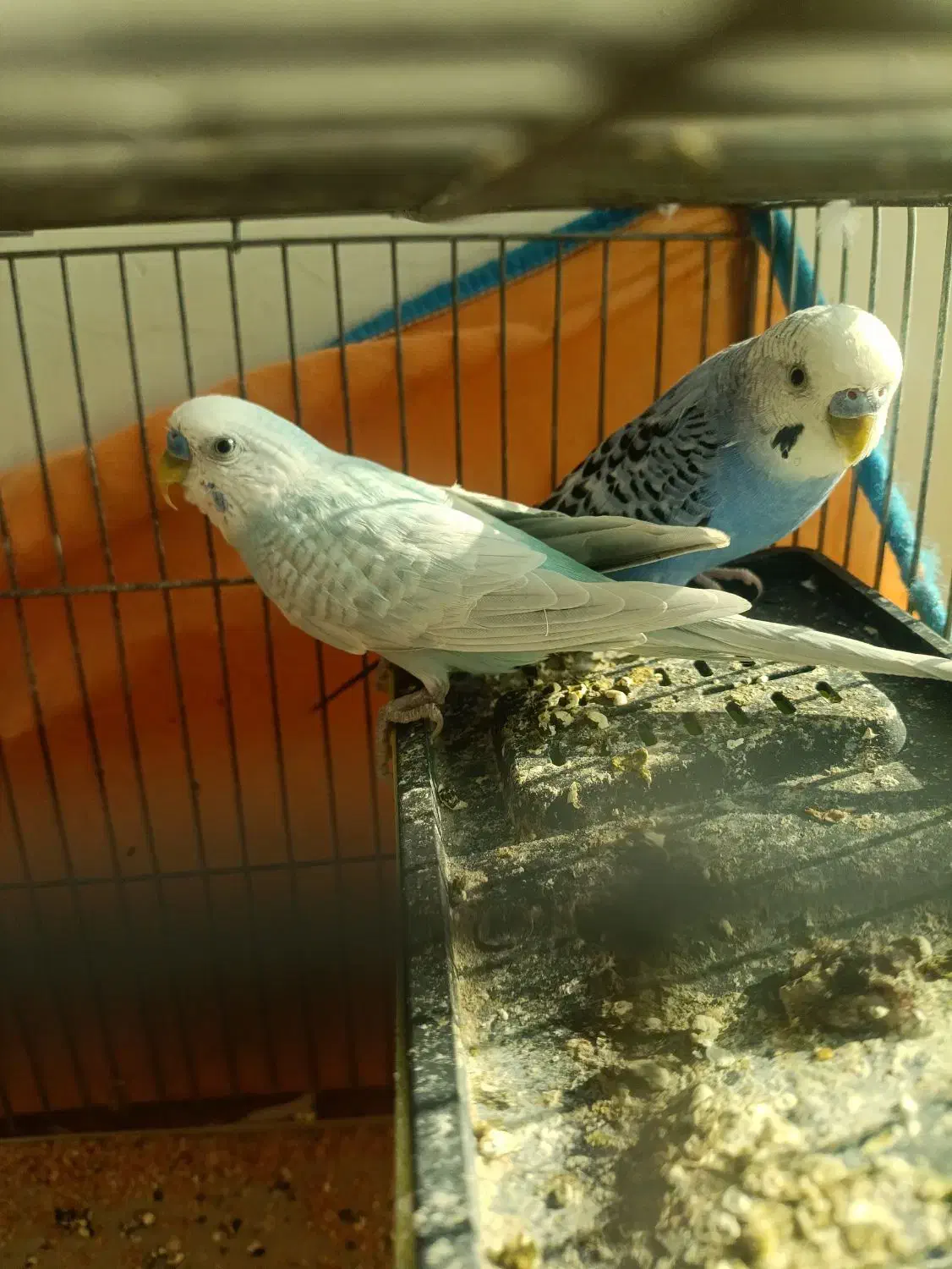 دوتا مرغ عشق نر|پرنده|پاکدشت, پاکدشت (مامازند)|دیوار