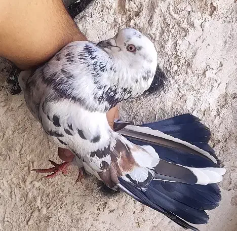 طوقیه باخه عمی اوغلی|پرنده|اردبیل, |دیوار