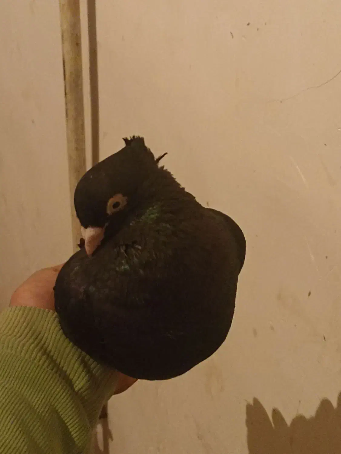 کبوتر زاغ|پرنده|دورود, |دیوار