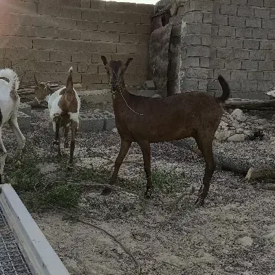 بزه|حیوانات مزرعه|خمیر, |دیوار