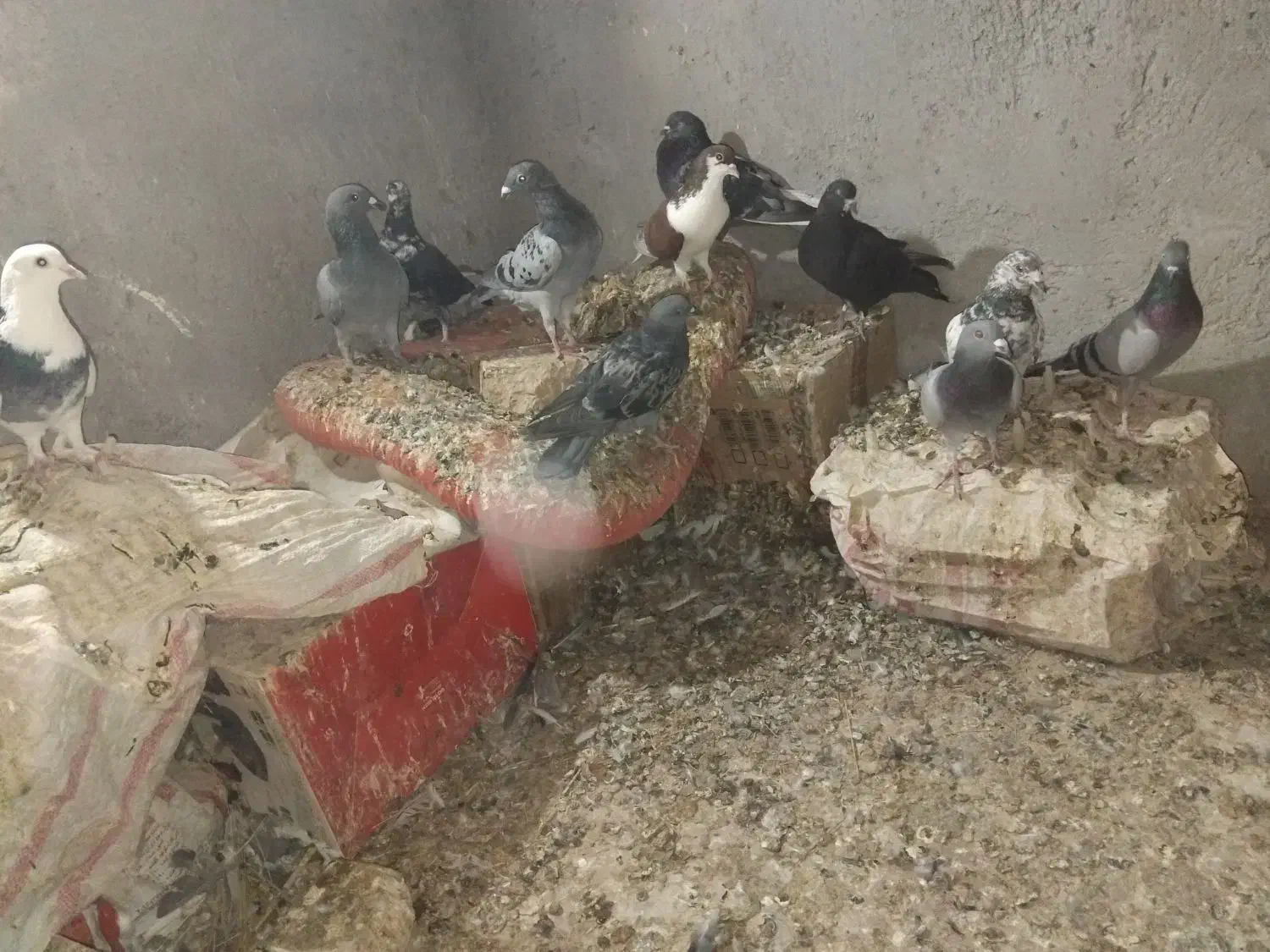 کبوتر فروشی|پرنده|زهک, |دیوار