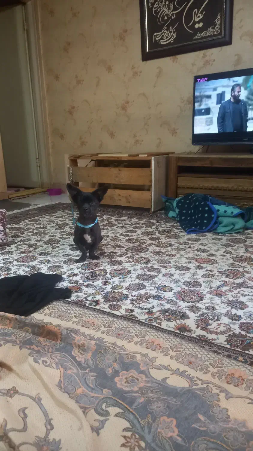 فروش حیوان خانگی|سگ|اندیشه, اندیشه فاز ۳|دیوار