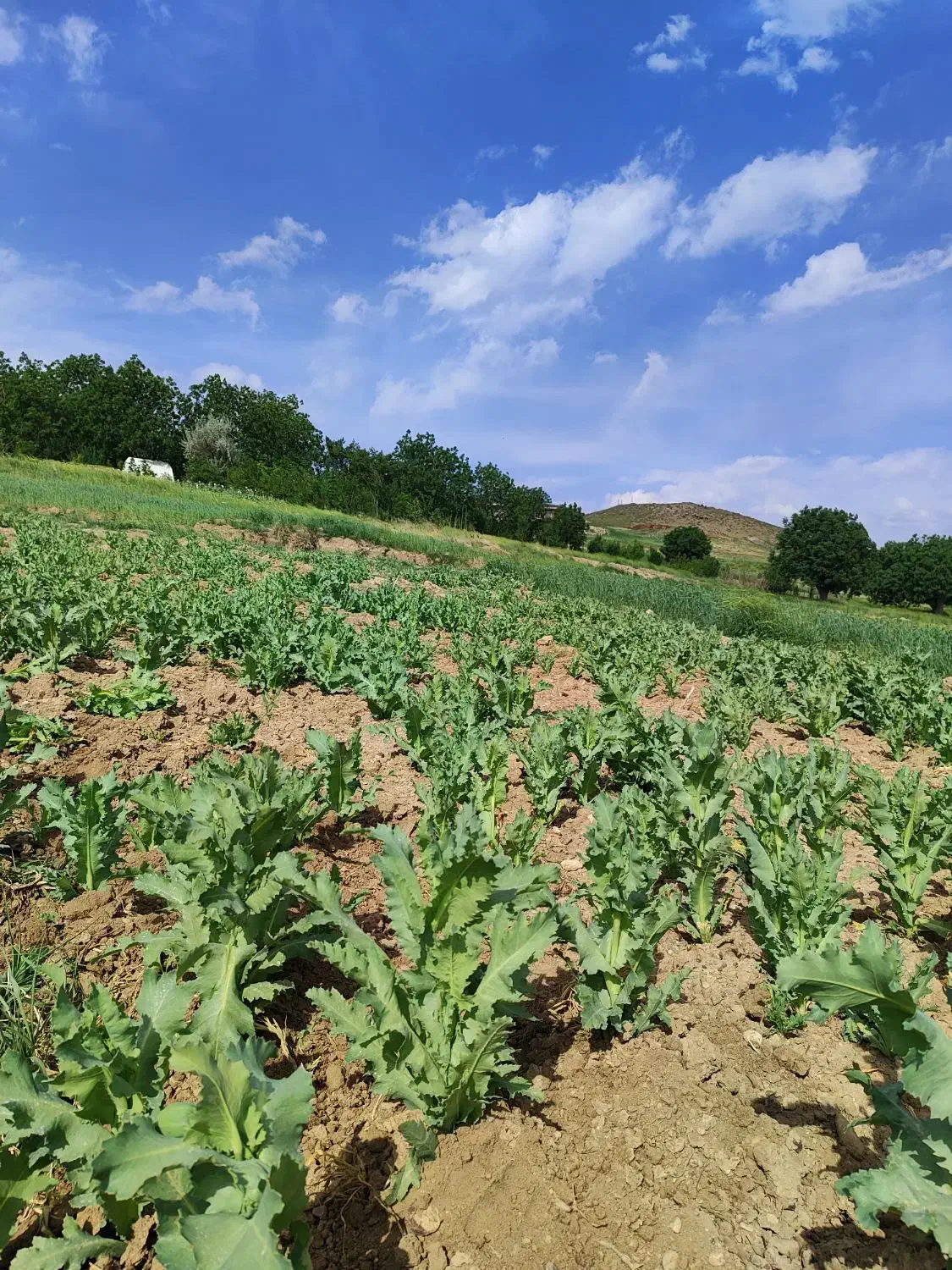 بذر،توم|گل و گیاه طبیعی|نورآباد, |دیوار