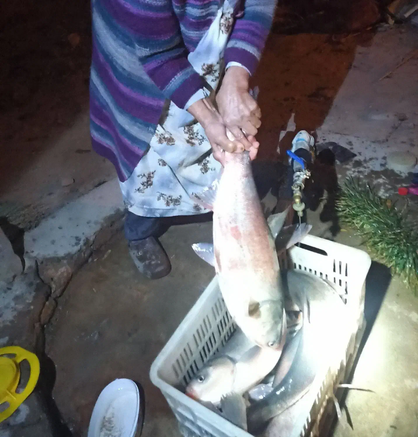 کپور و آمور و فیتی فاک|ماهی|شیروان (خراسان), |دیوار